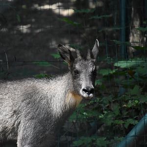 Chinese goral