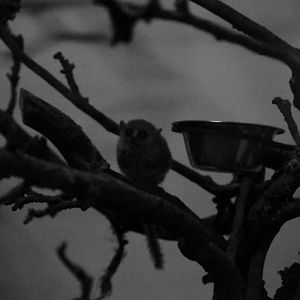 Goodman's mouse lemur