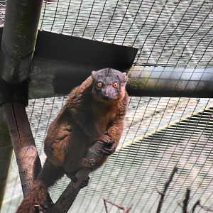 Collared lemur