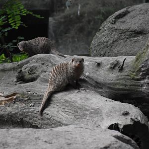 East African banded mongoose