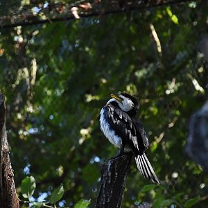 Little pied cormorant