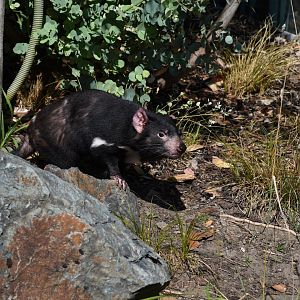 Tasmanian devil