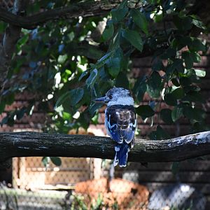 Blue-winged kookaburra