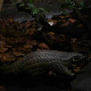 Taiwanese pangolin