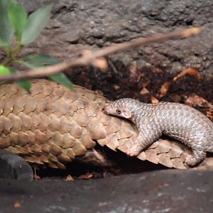 Taiwanese pangolin