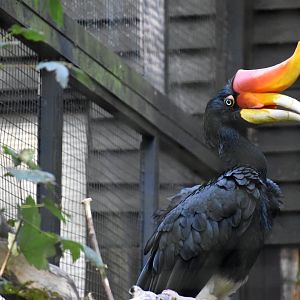 Javan rhinoceros hornbill