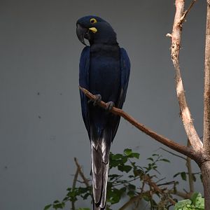 Lear's macaw