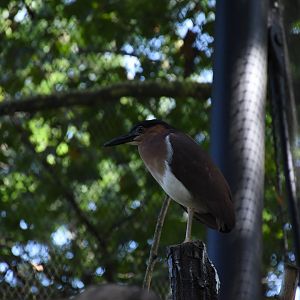 Philippine rufous night-heron