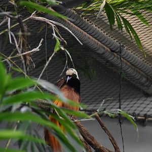 Raggiana Bird-of-paradise