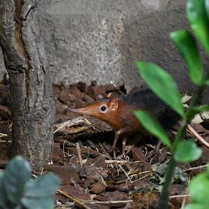 Black-and-rufous sengi