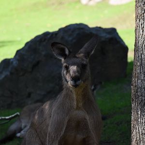 Tasmanian Eastern grey kangaroo