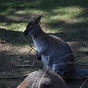 Tasmanian red-necked wallaby