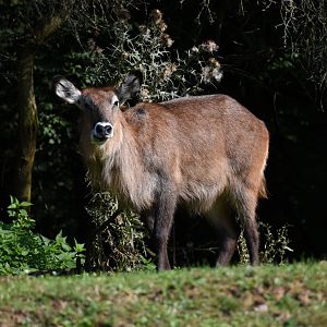 Defassa waterbuck