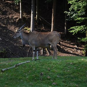 Common eland