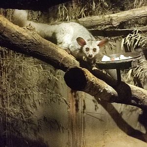Thick-tailed greater galago