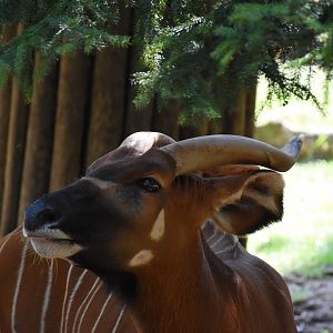 Eastern bongo