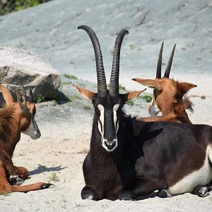 Black sable antelope