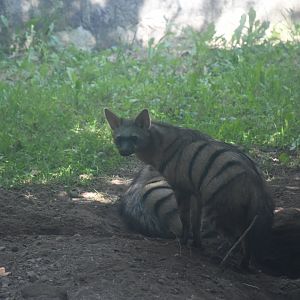 Southern aardwolf