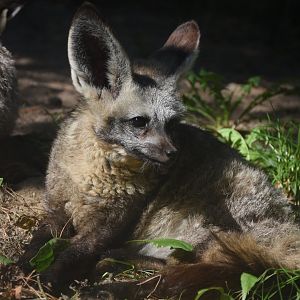 South African bat-eared fox