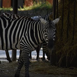 Maneless zebra