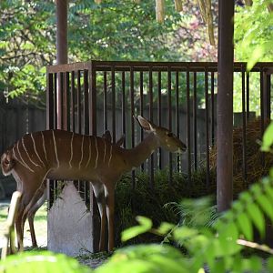 Southern lesser kudu