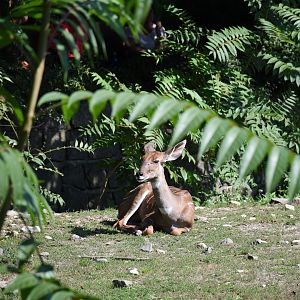 Southern lesser kudu