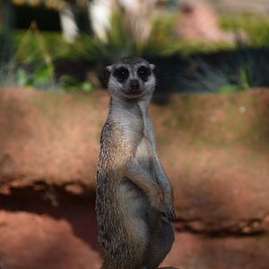 Meerkat