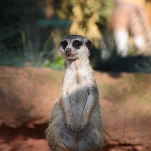 Meerkat