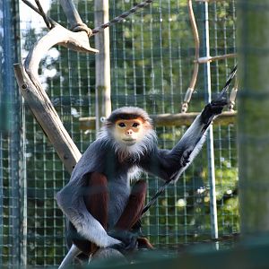 Red-shanked douc langur
