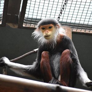 Red-shanked douc langur