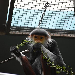 Red-shanked douc langur