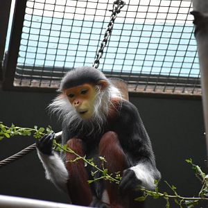 Red-shanked douc langur