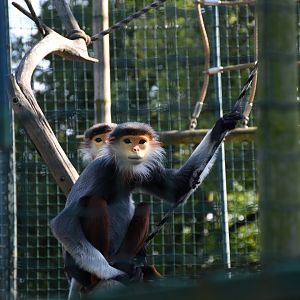 Red-shanked douc langur