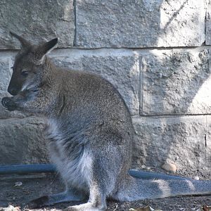 Tasmanian red-necked wallaby