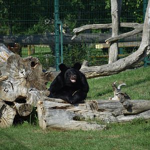 Manchurian Black Bear