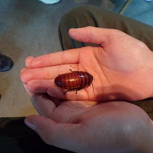 Madagacan hissing cockroach 18.7.23