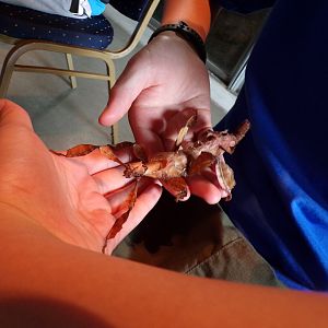 Macleay’s spectre 18.7.23