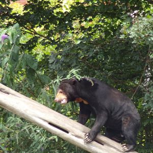 Sun bear “Rotana” 18.7.23