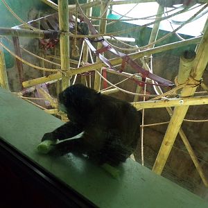 Brown capuchin 18.7.23