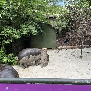 Pygmy hippo covered in sand 19.7.23