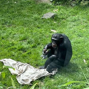 Chimpanzee “Velu” 19.7.23