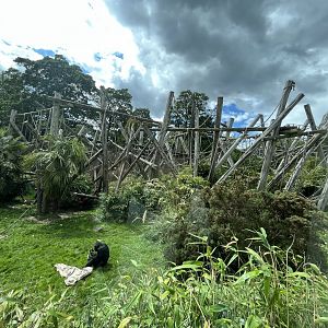 Chimpanzee enclosure wide zoom 19.7.23