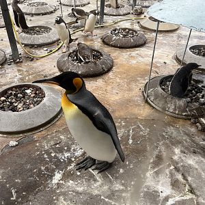 King penguin 19.7.23