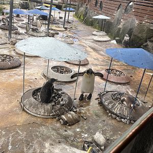 Gentoo penguins nesting 19.7.23