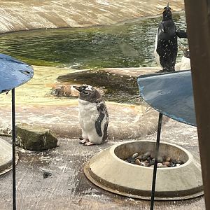 Fluffy gentoo penguin 19.7.23