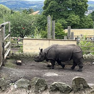 Indian rhinoceros 19.7.23