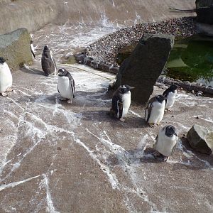 Gentoo penguins 19.7.23