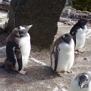 Gentoo penguin youngsters 19.7.23