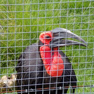 Southern ground hornbill 19.7.23