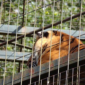 Sumatran tiger up high 19.7.23